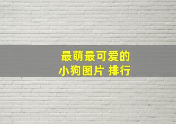 最萌最可爱的小狗图片 排行